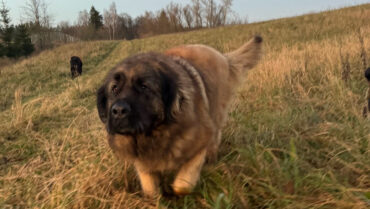 Nadal wspieramy poprzez  wirtualną adopcję  naszą psicę Erlę