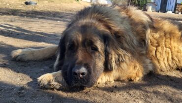 Wiosenne wiadomości o naszej adopcyjnej Erli i Co nowego w Fundacji Duch Leona?